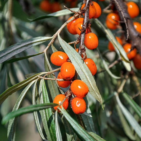 Close-up view of Orange Energy Sea Berries. 
