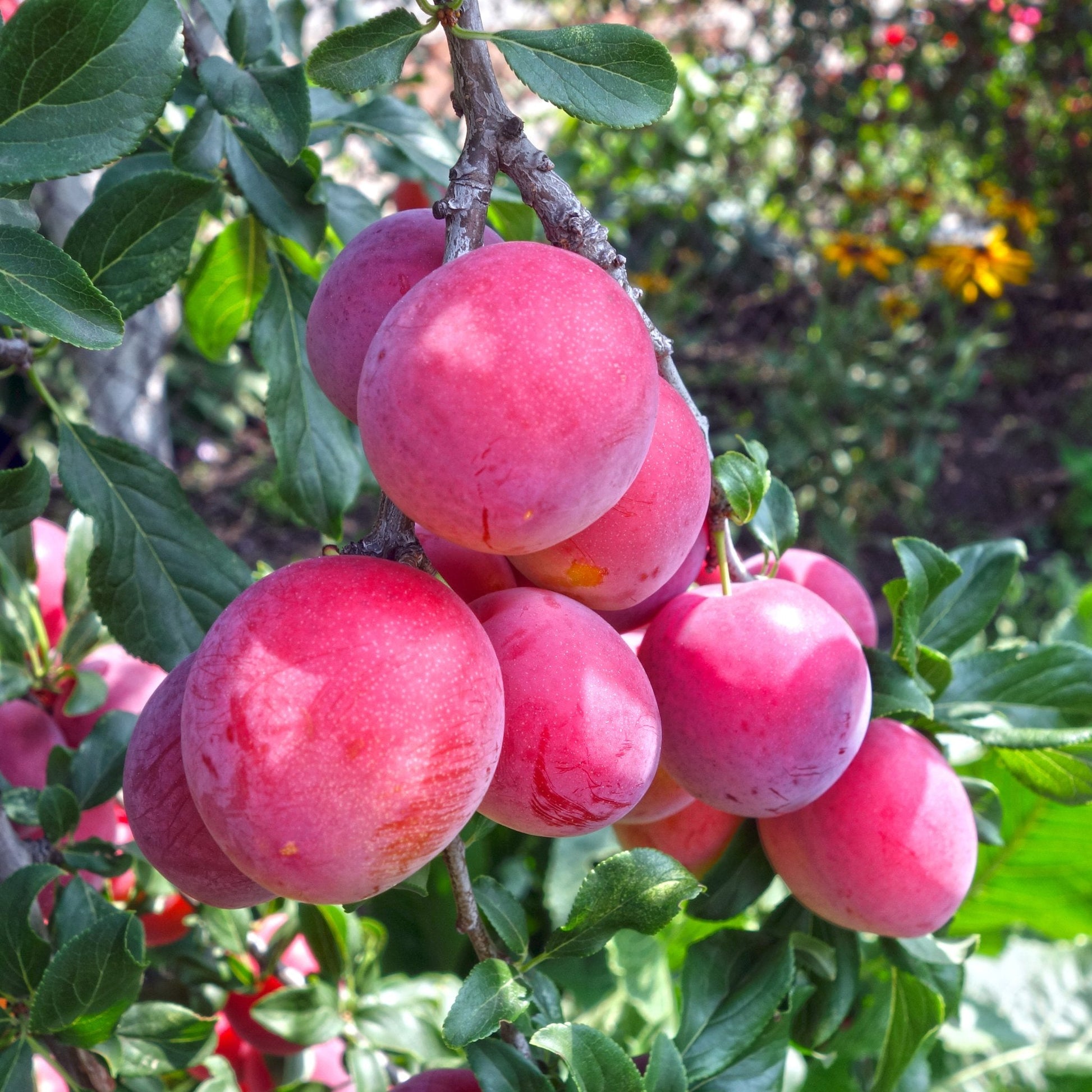 Red sweet plums on bracnh