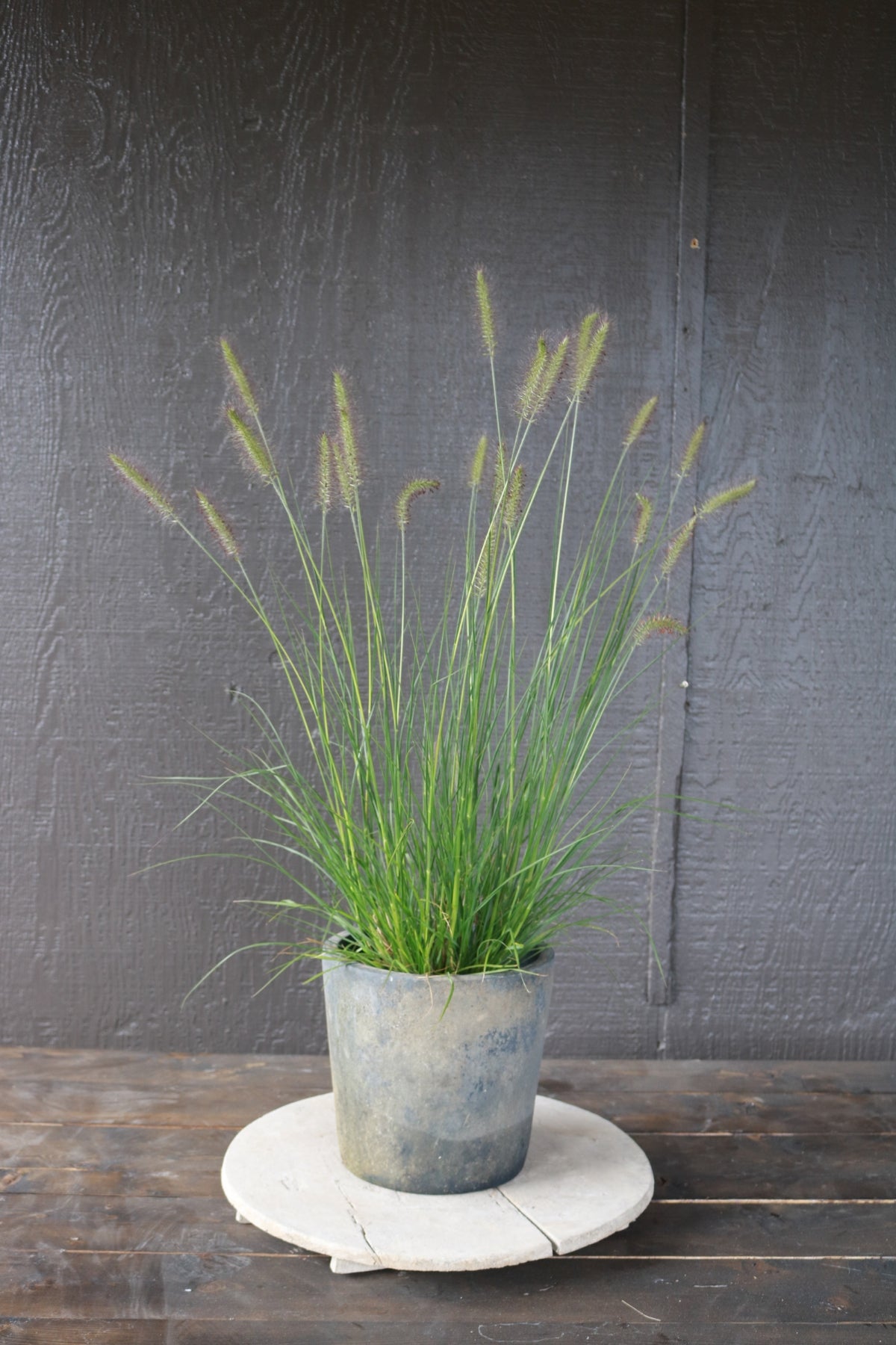 Pennisetum alopecuroides | Hameln