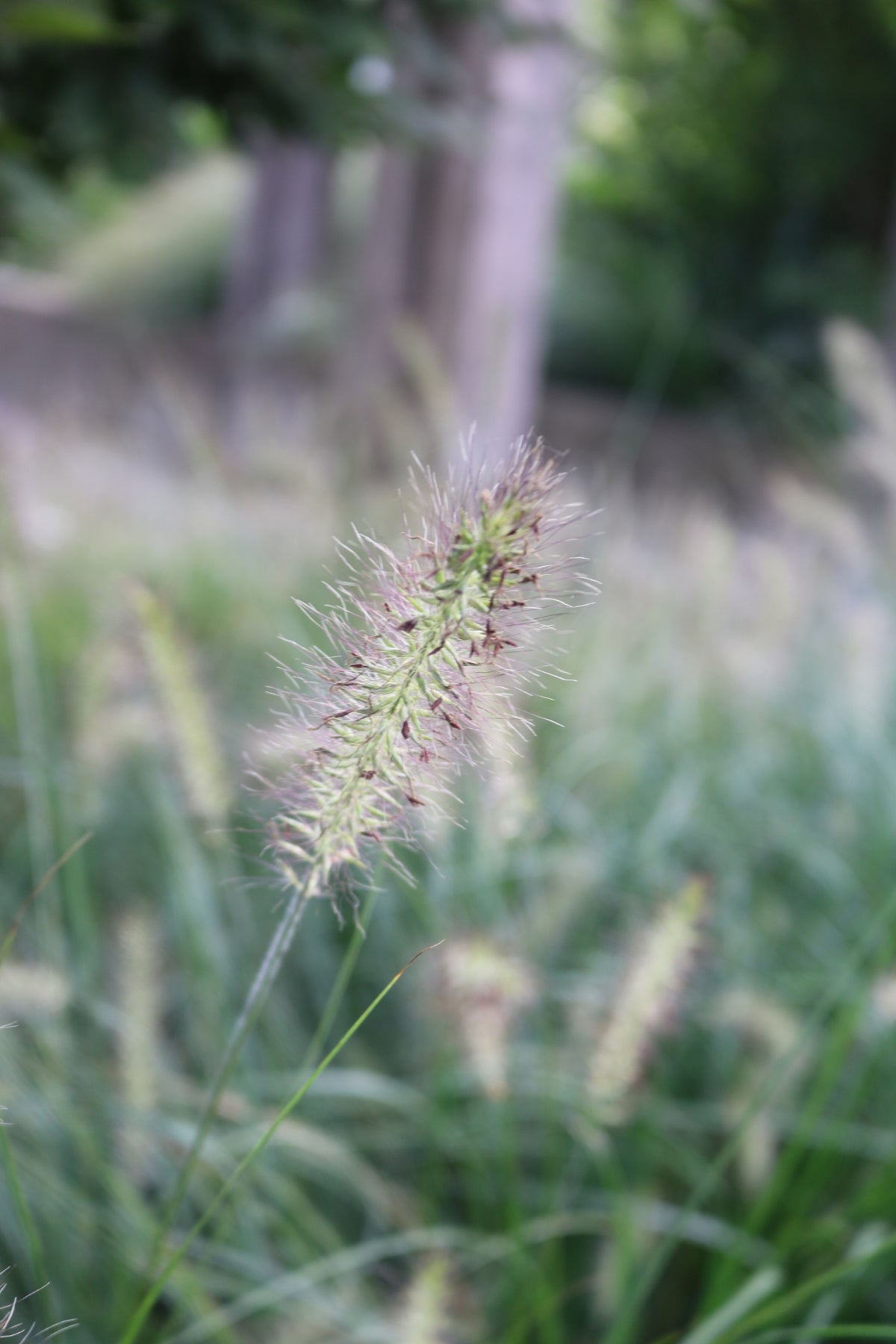 Pennisetum alopecuroides | Hameln