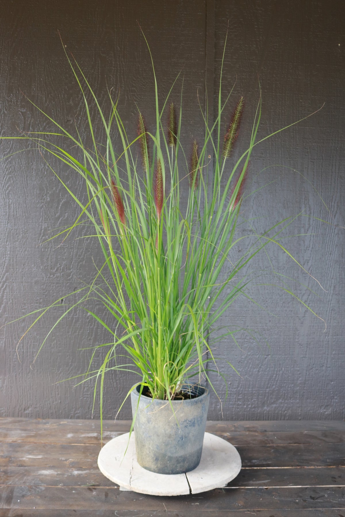 Pennisetum | Black Beauty Fountain Grass