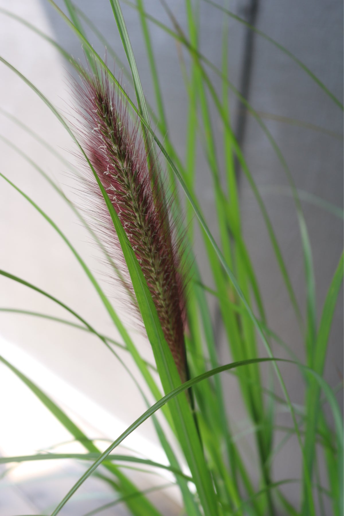 Pennisetum | Black Beauty Fountain Grass