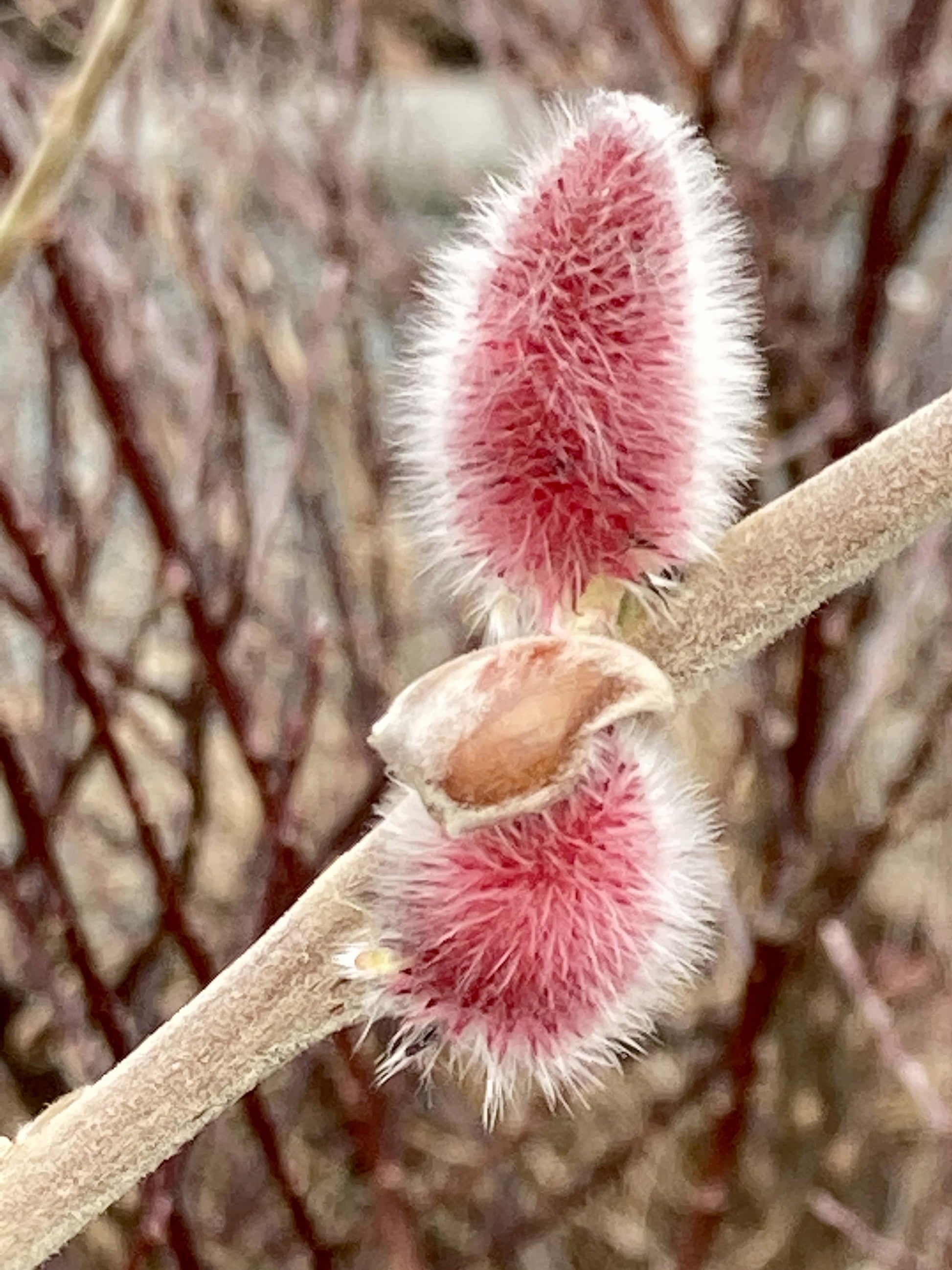 Pink Pussy Willow Close up 