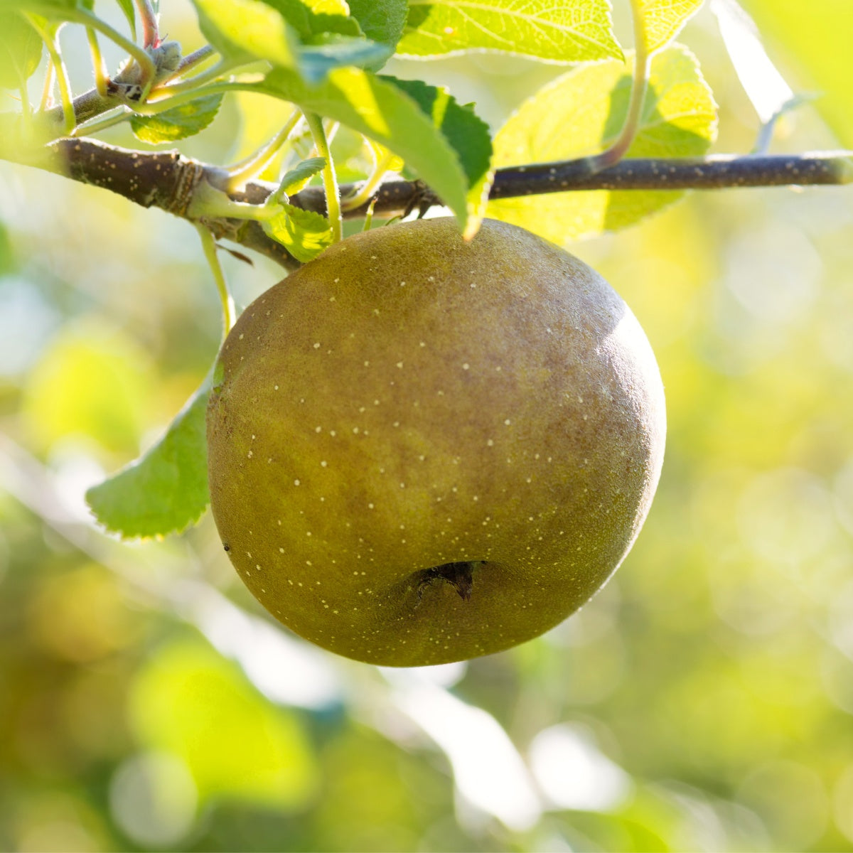 Russet gold apple close up