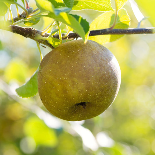 Russet gold apple close up