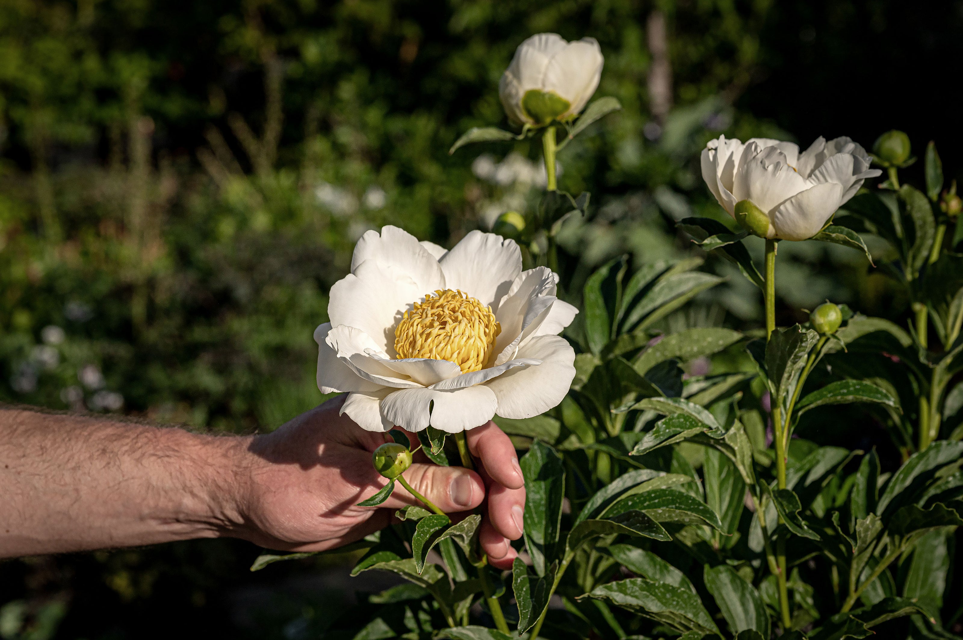 Close-up of hand holding a white peony with large yellow centre.  