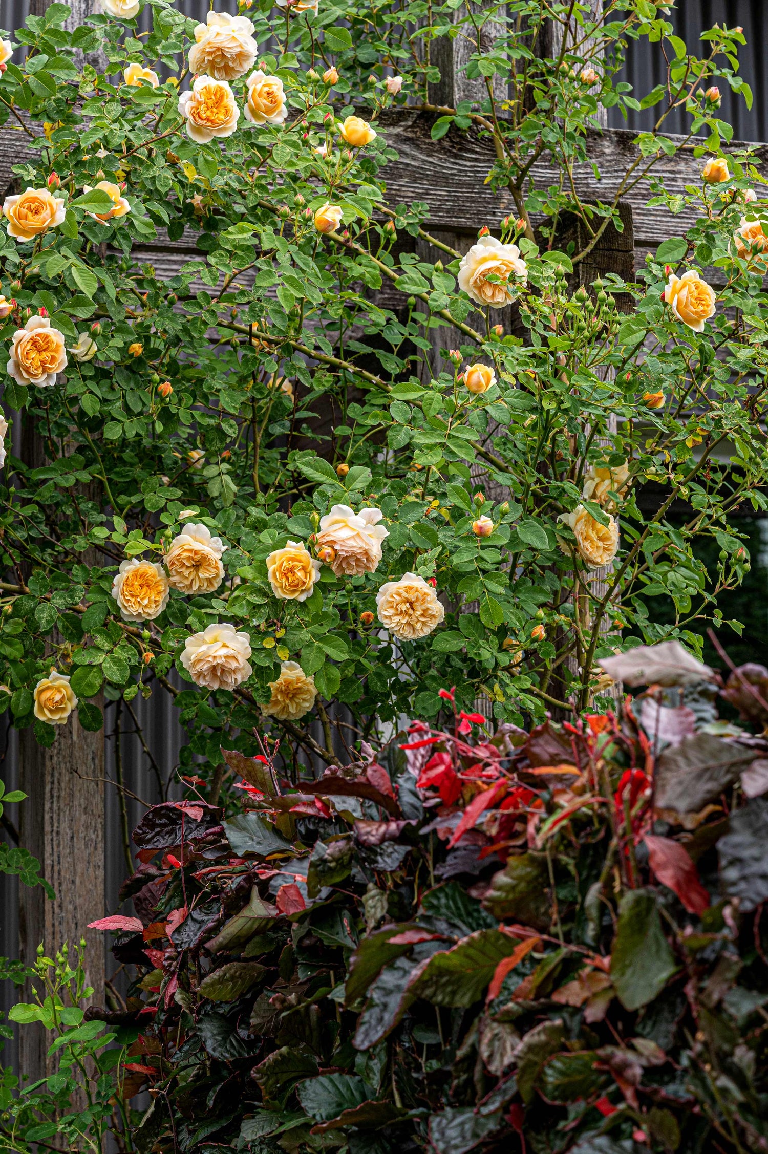 Close up view of yellow roses on pergola and burgundy foliage. 