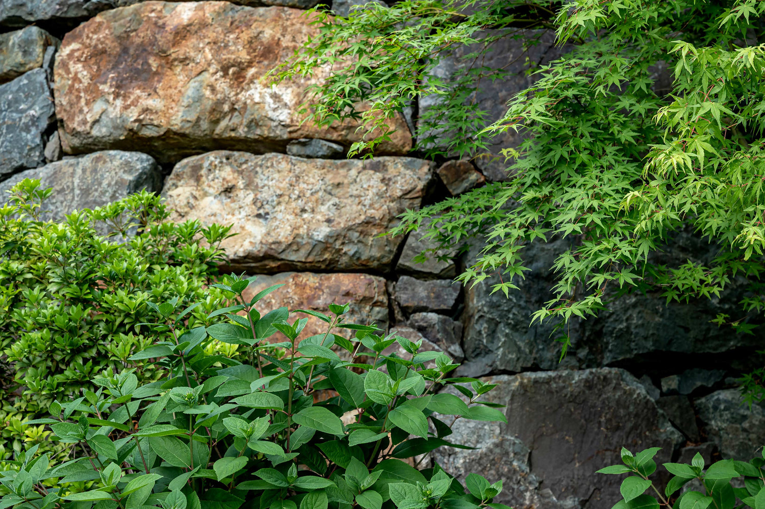 Close-up view of brick wall surrounded with greenery. 