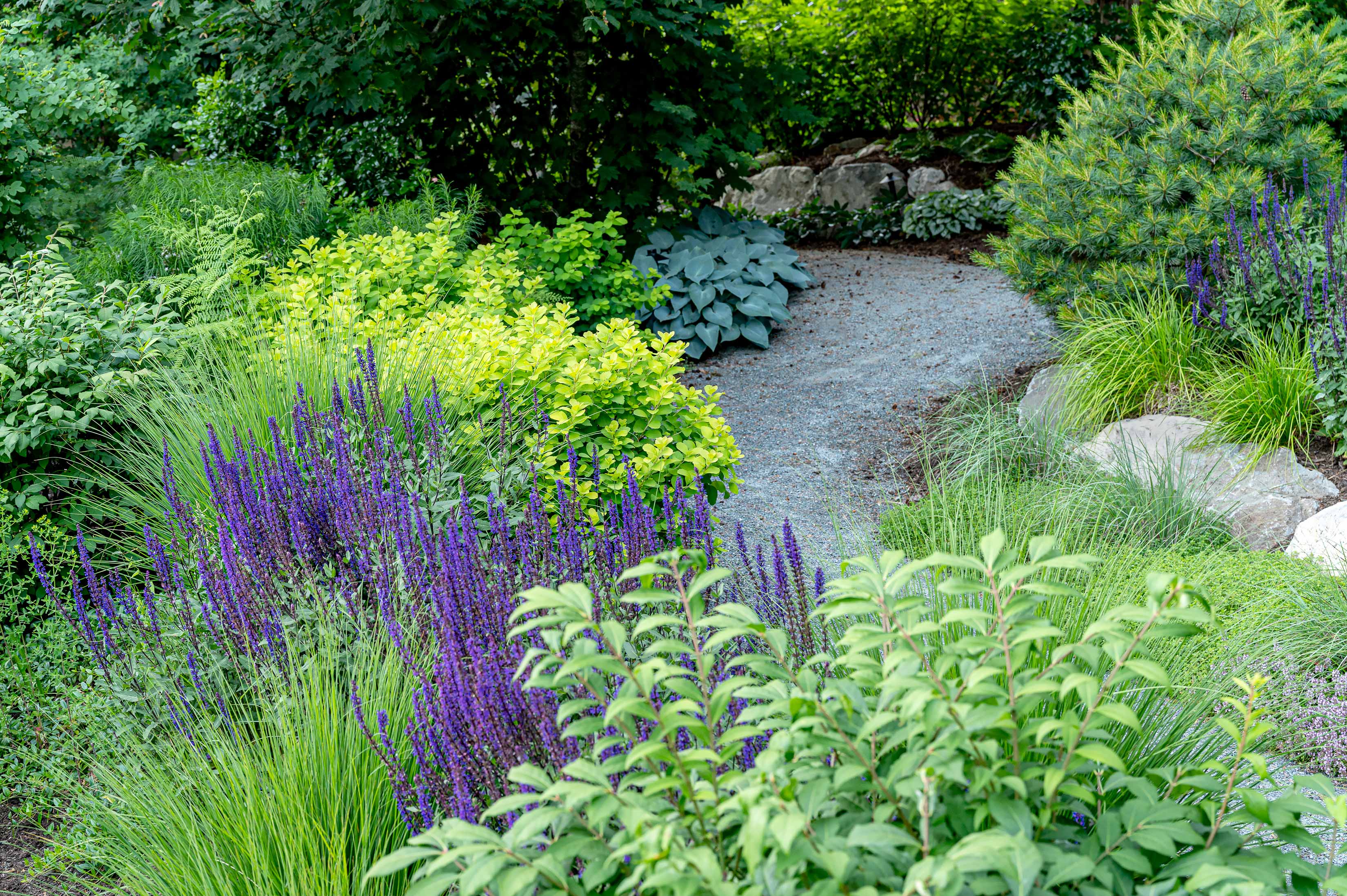 Layered garden of purple and green along a grey walkway.