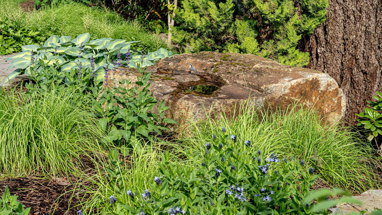 Garden birdbath made out of a stone naturally set within the plantings. 