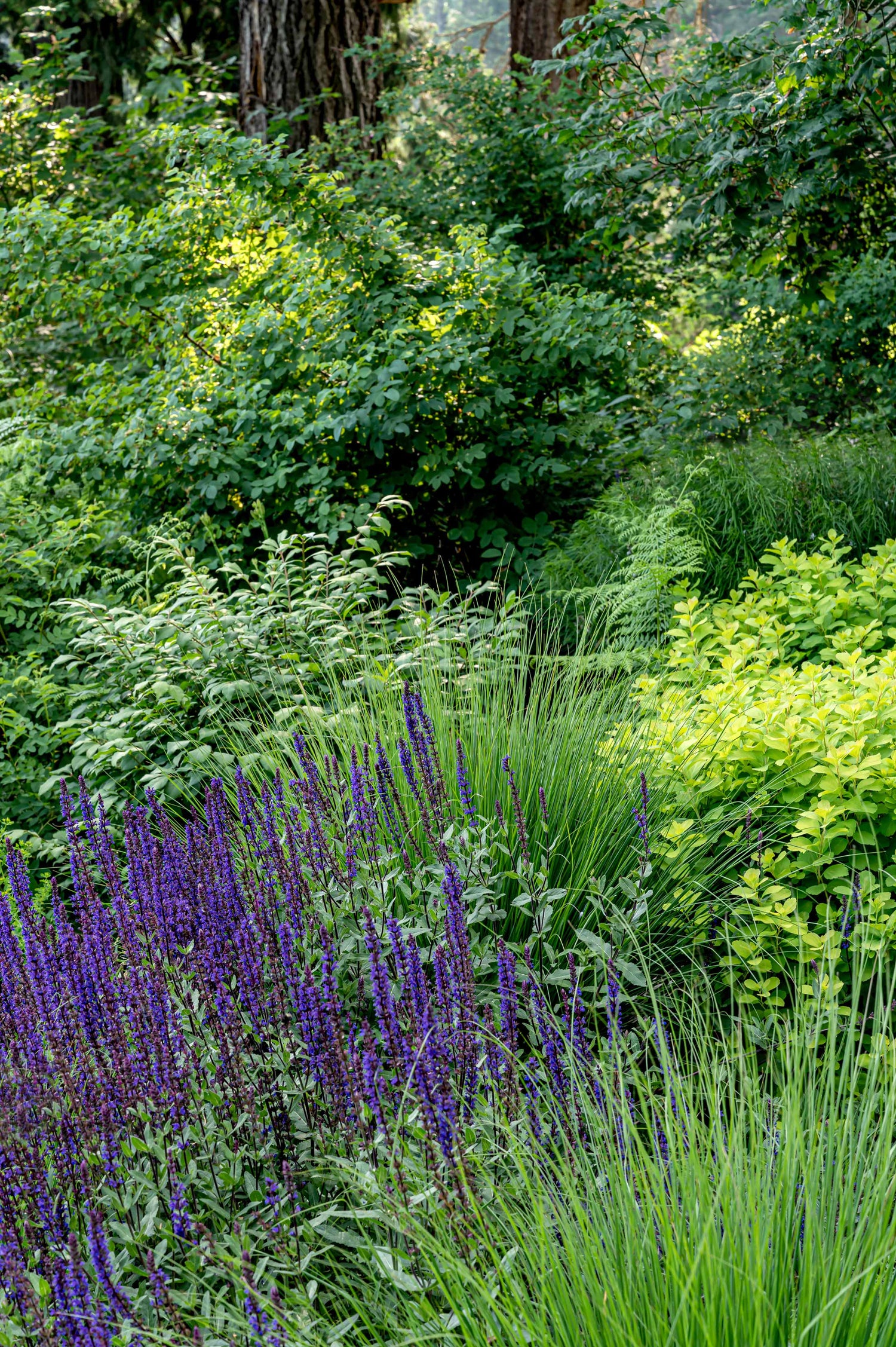 Layered images of purple veronica, grasses and trees. 