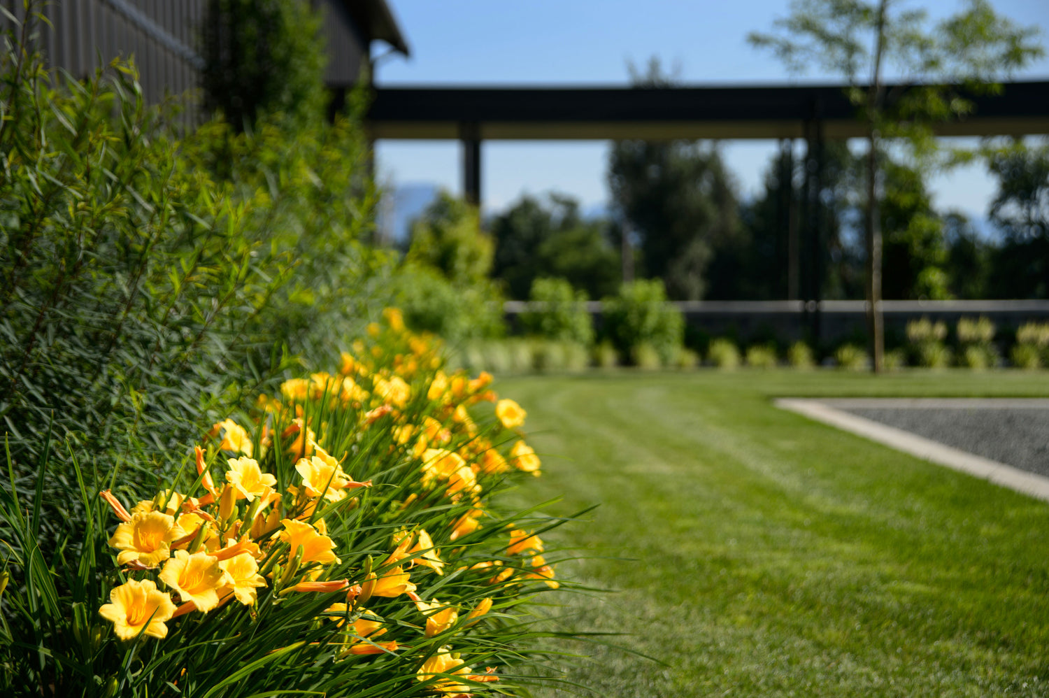 Close-up of yellow lillies next to green grass. 