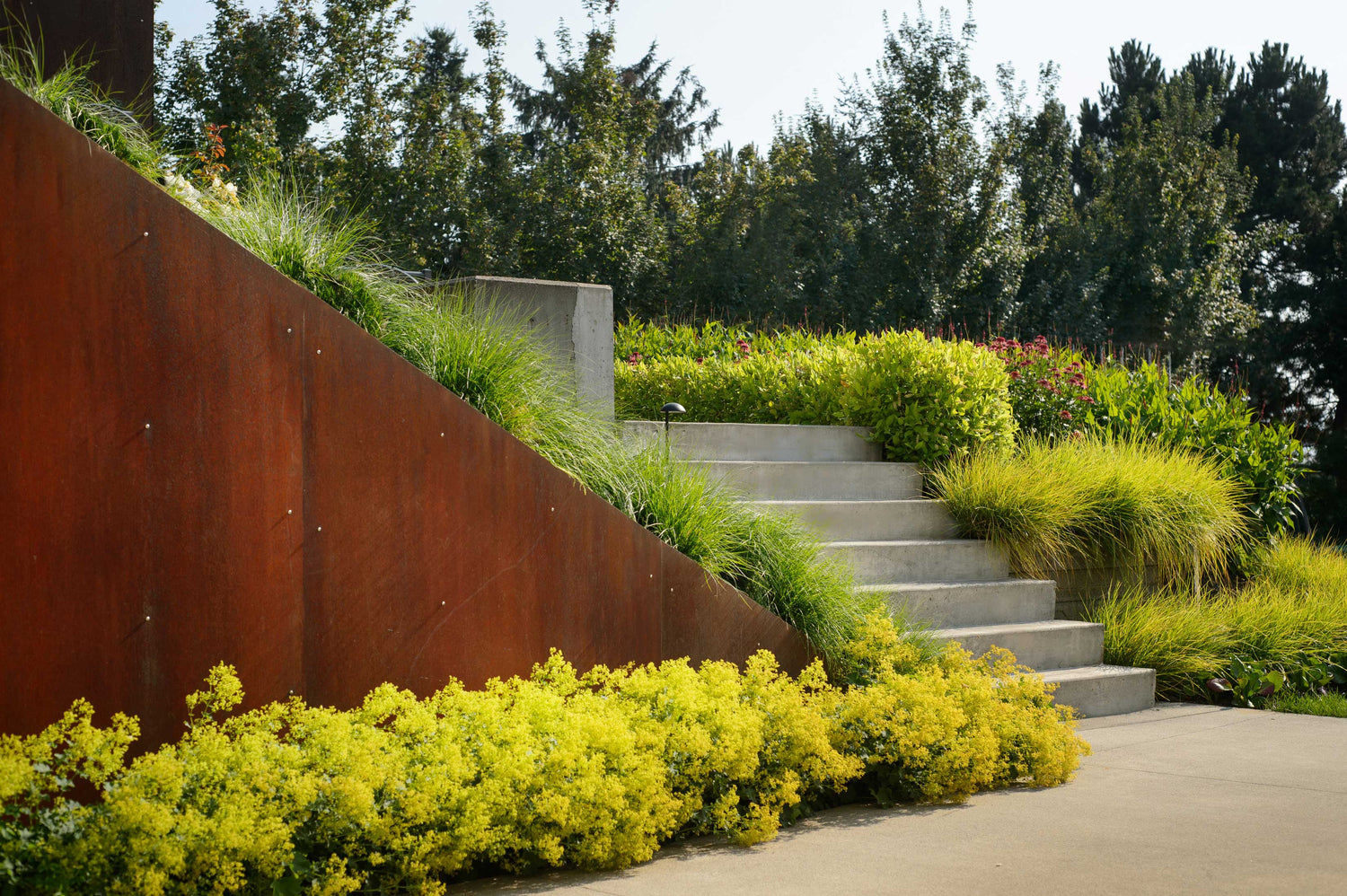 Landscape showing corten steel and cement steps grasses and other plantings. 