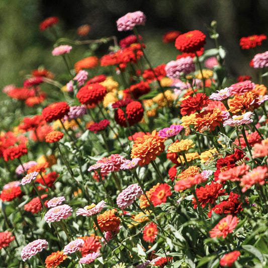 Cut-Flower Tray | Mixed