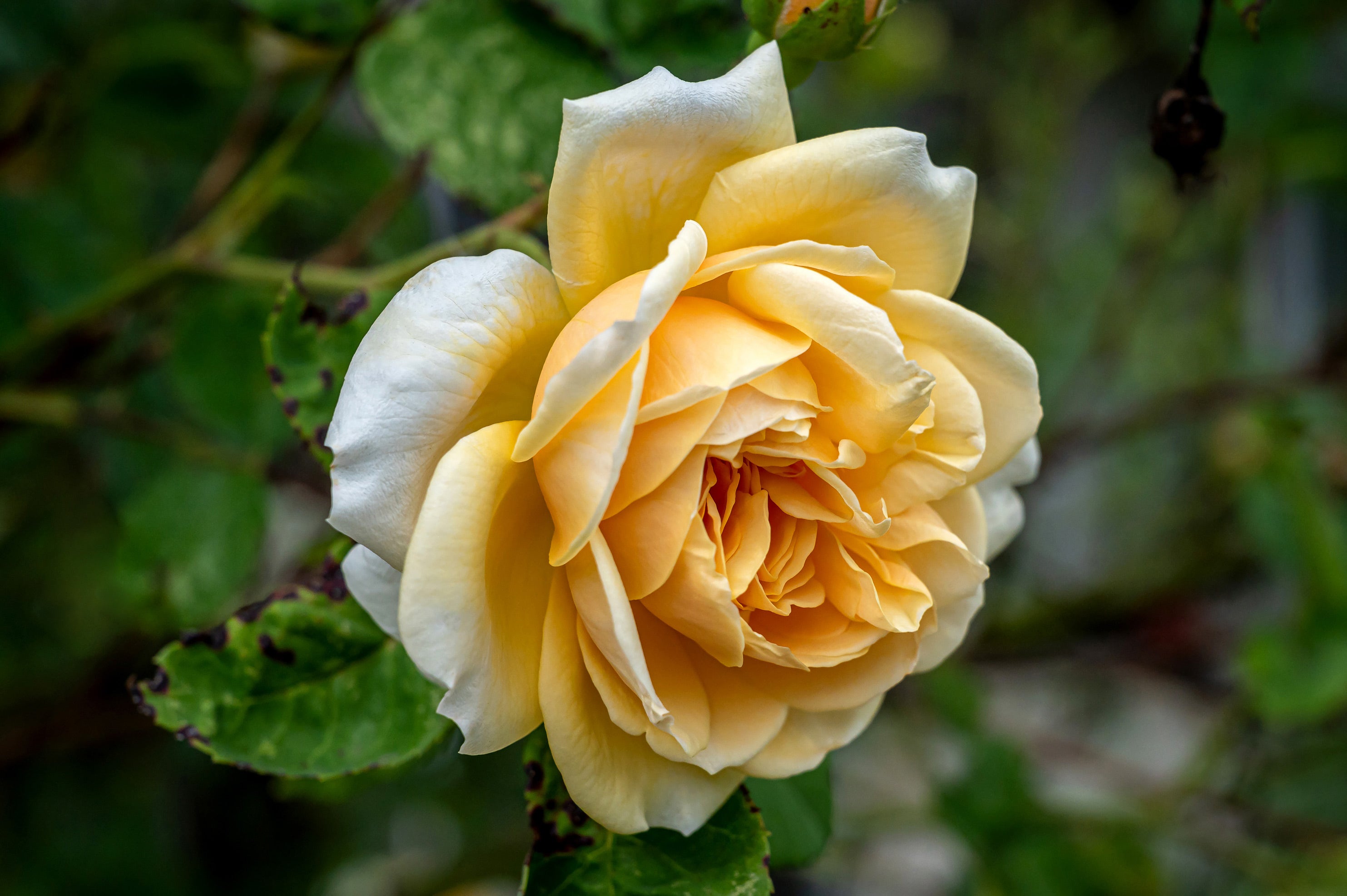 Close-up view of soft yellow rose. 