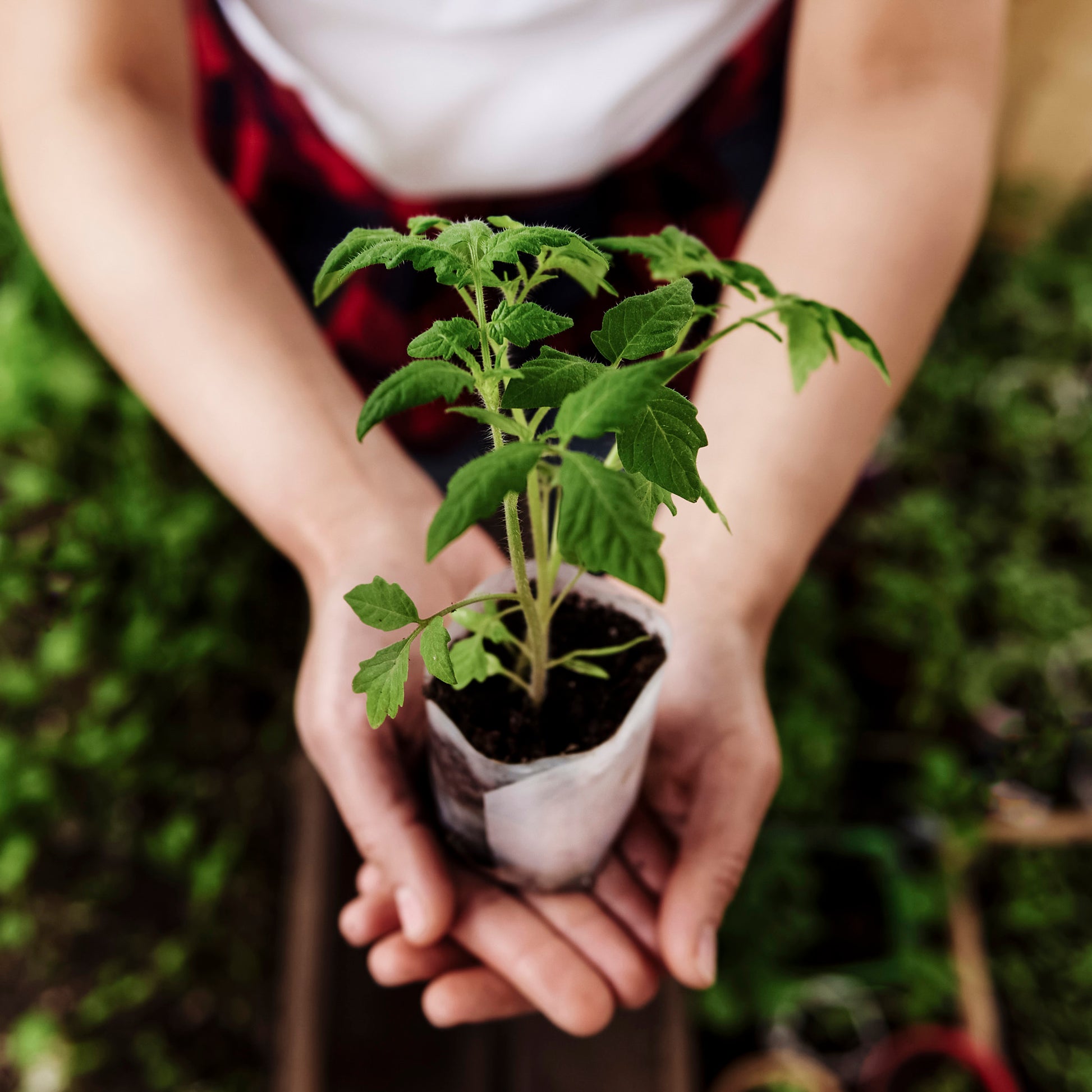 Person holds tomato plant. 