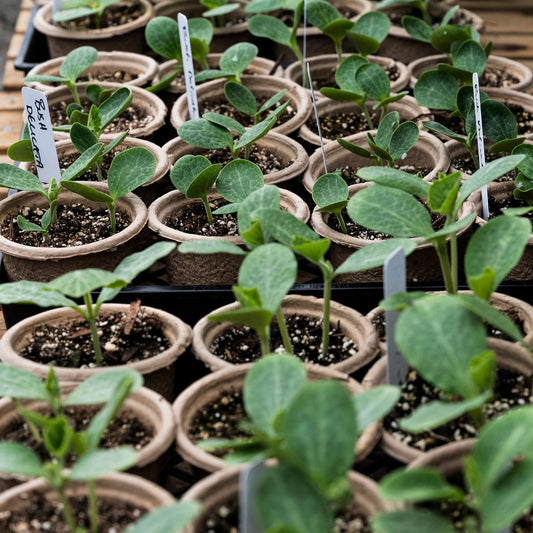 Close-up of cucumber seedlings for plants. 