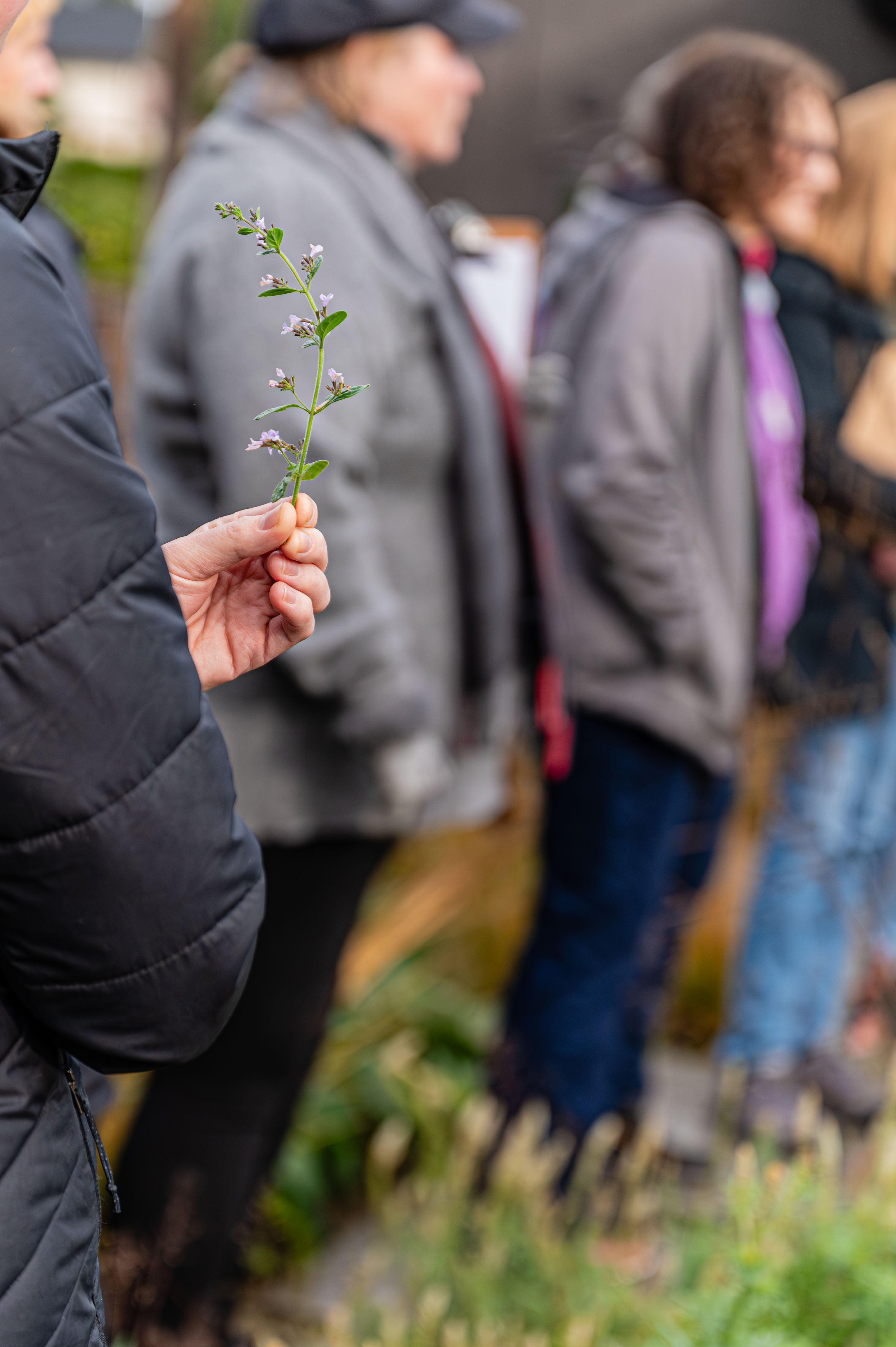 Close-up view of woman holding small plant specimen. 