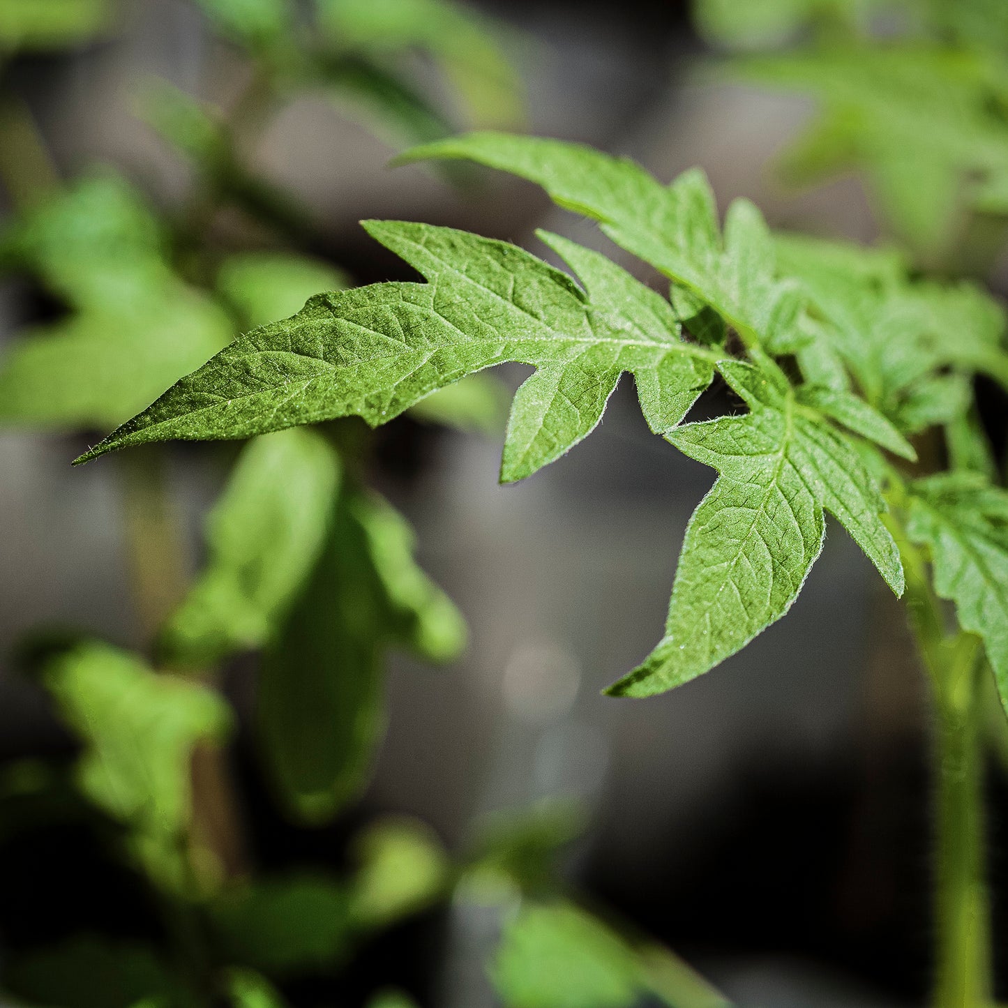 Close-up tomato leaf.