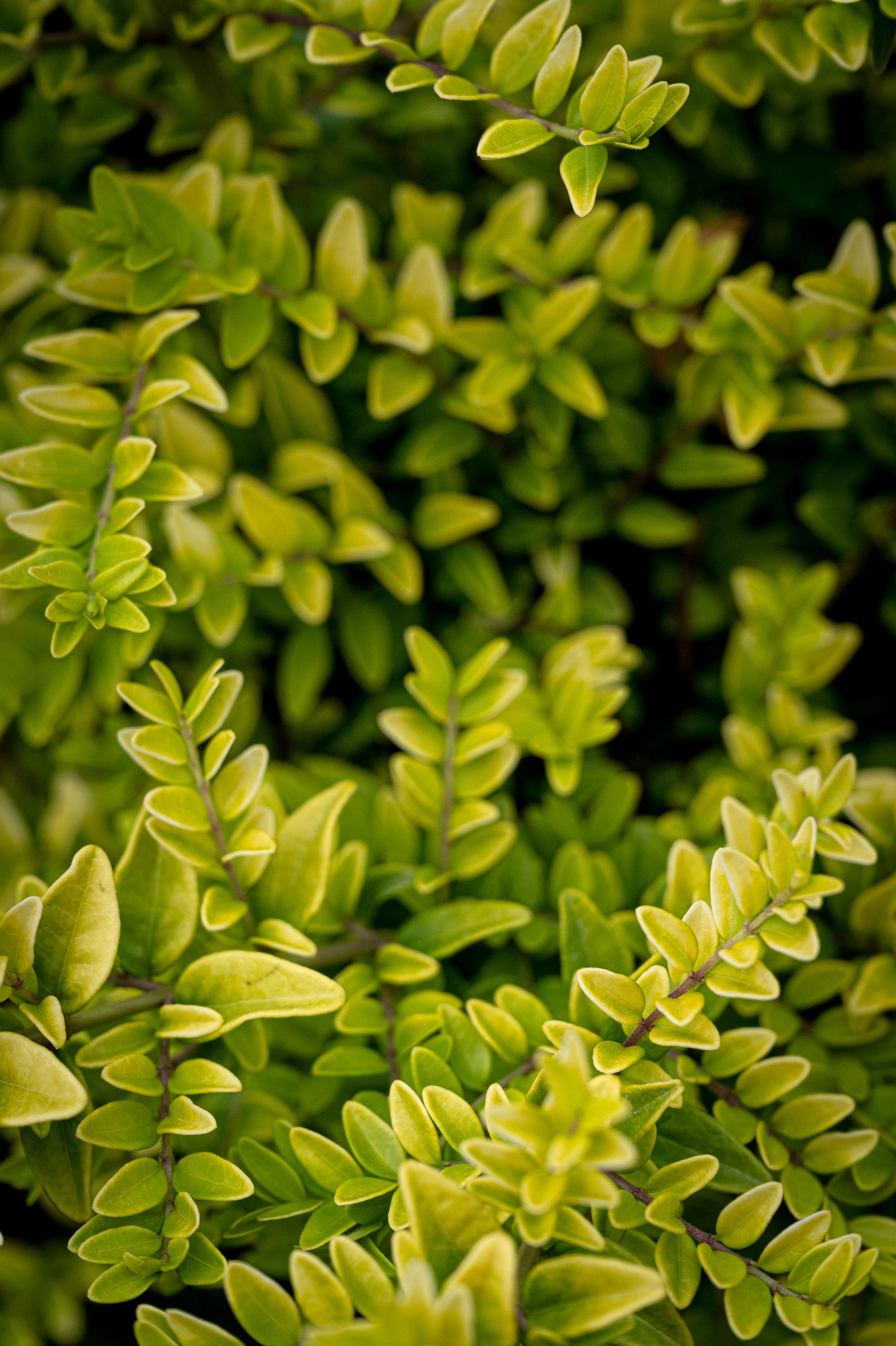Close-up of yellow, chartreuse and dark green foliage. 