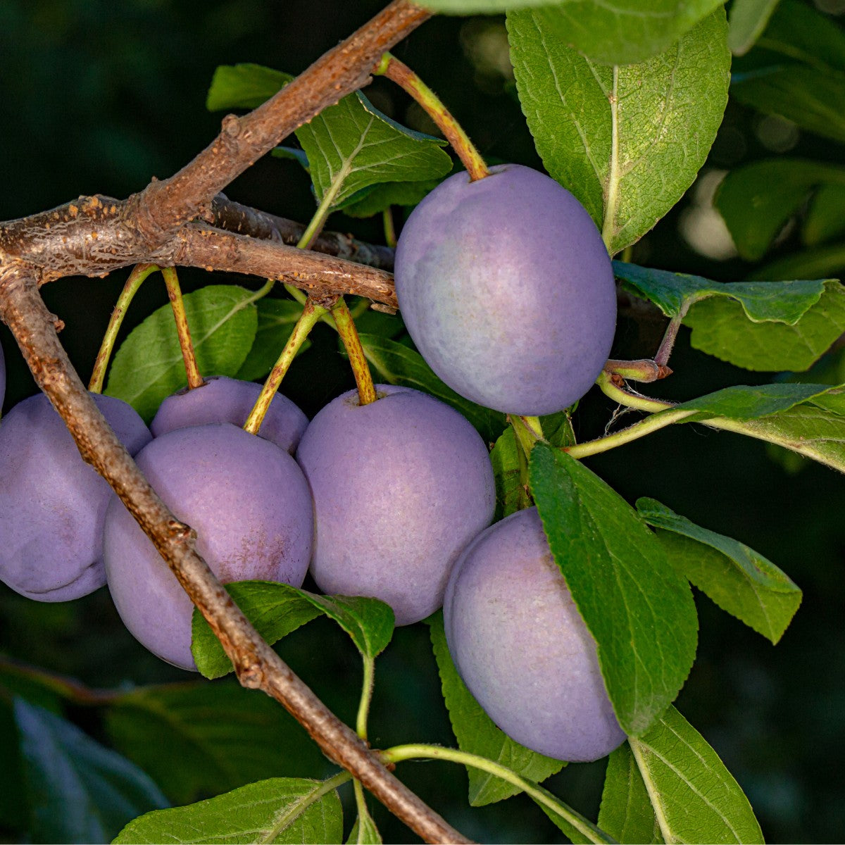 President Plum Purple large fruit