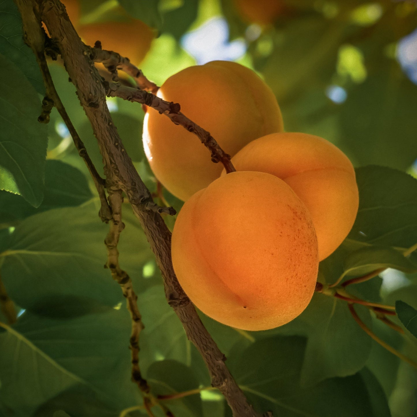 Close-up view of Puget Gold Apricot.