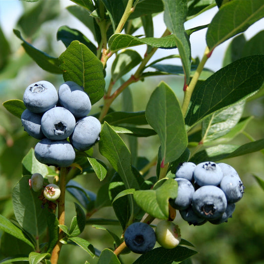 Cluster of large blueberries