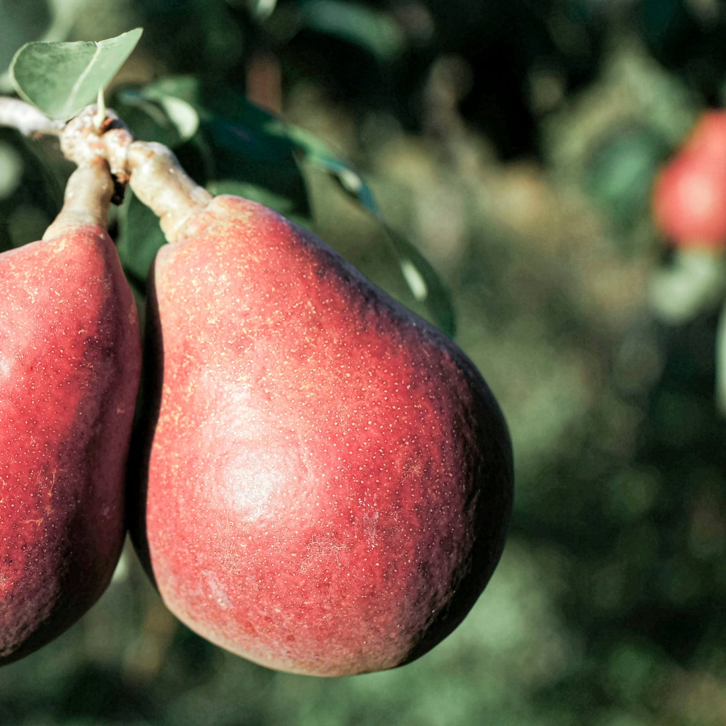 Close-up view of Red Bartlett pear.