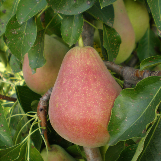 Red skinned pear
