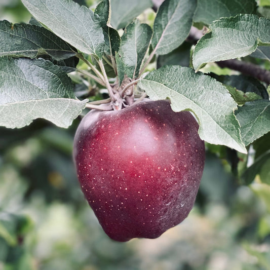 Close up photo of Red Delicious apple
