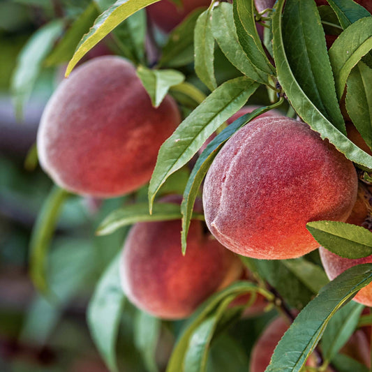 Close-up view of Red Haven Peach.