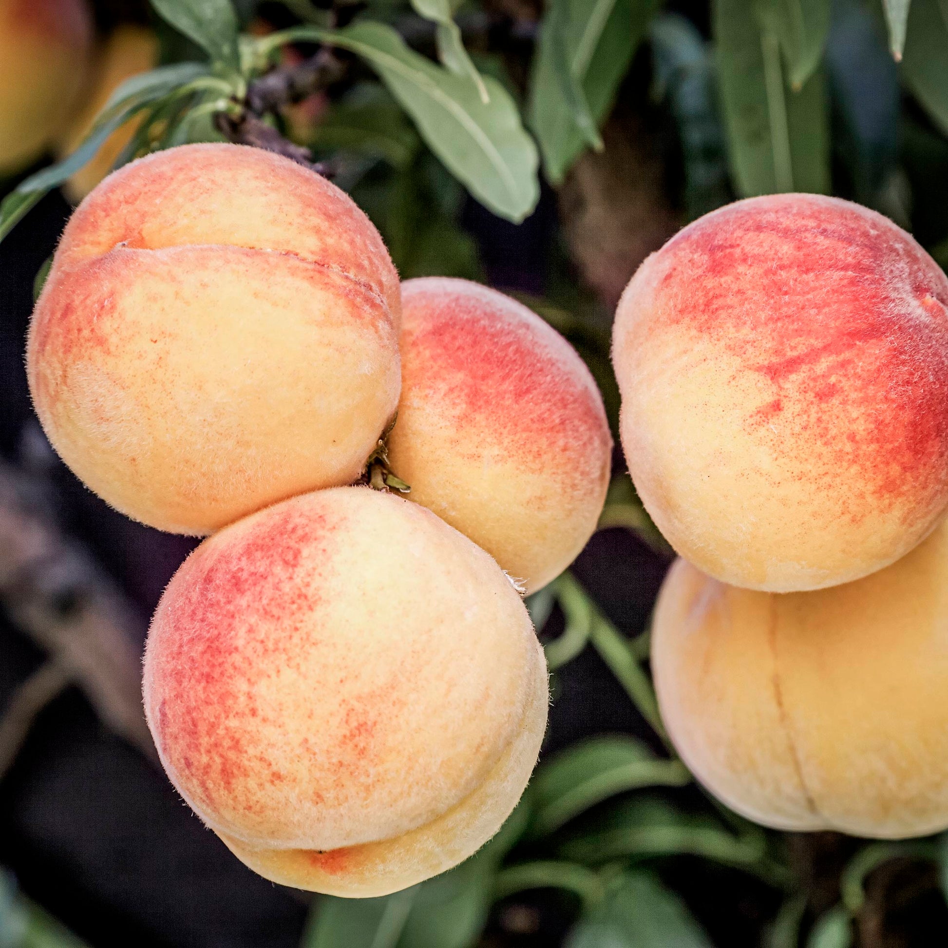 Close-up view of Reliance Pear.