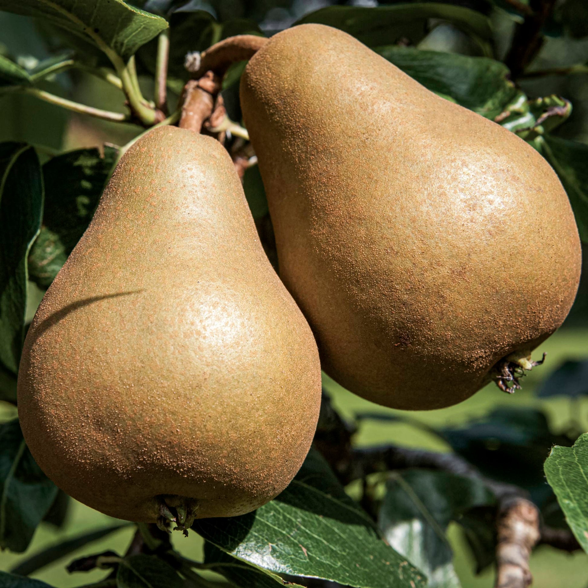 Close-up view of Rescue pear.