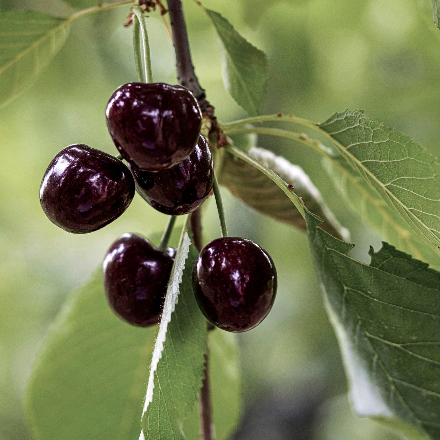 Close-up view of Sweet Cherry Sam.