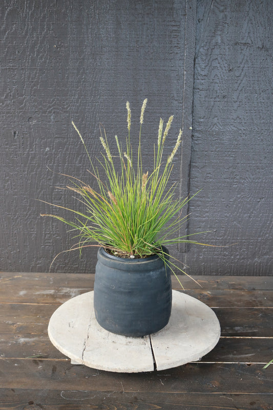 Sesleria autumnalis | Autumn Moor Grass