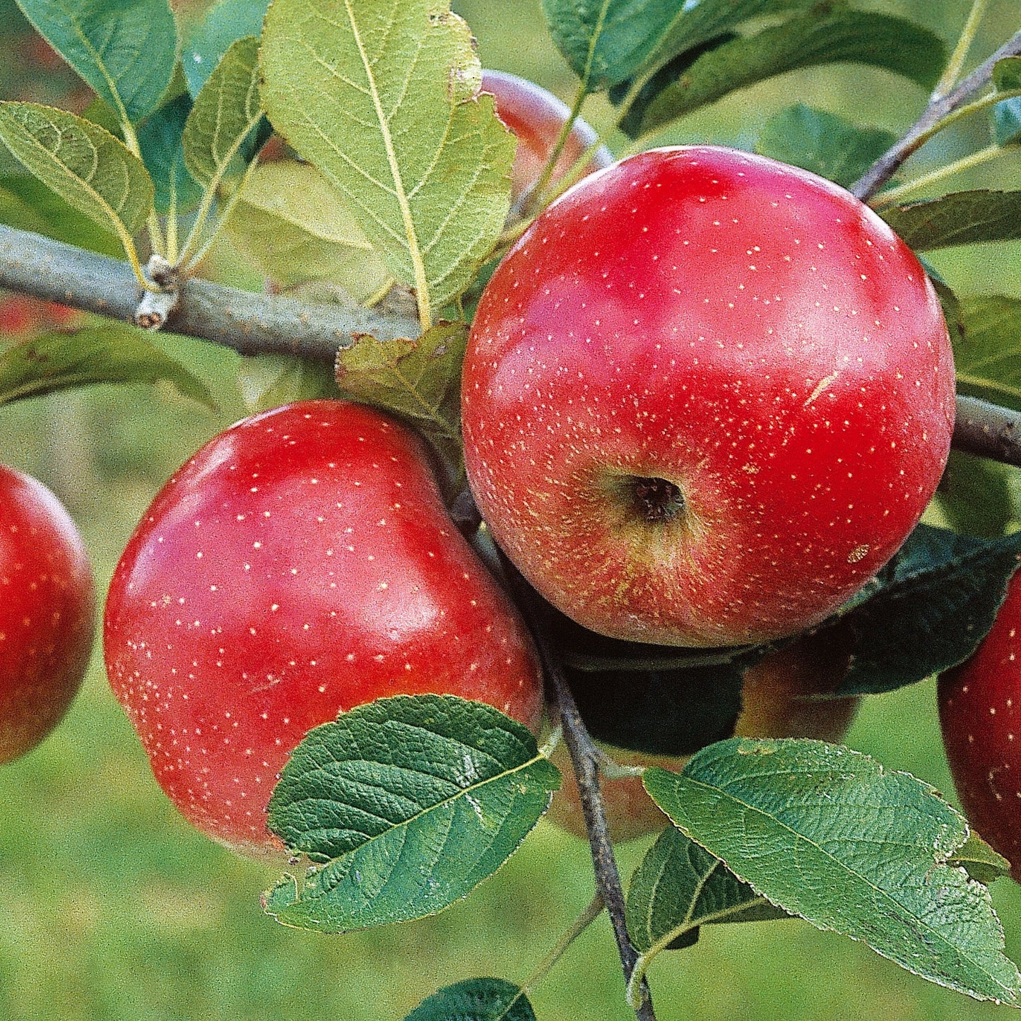 Snowsweet apple on branch