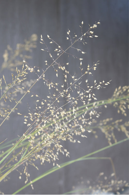 Sporobolus heterolepis | Prairie Dropseed