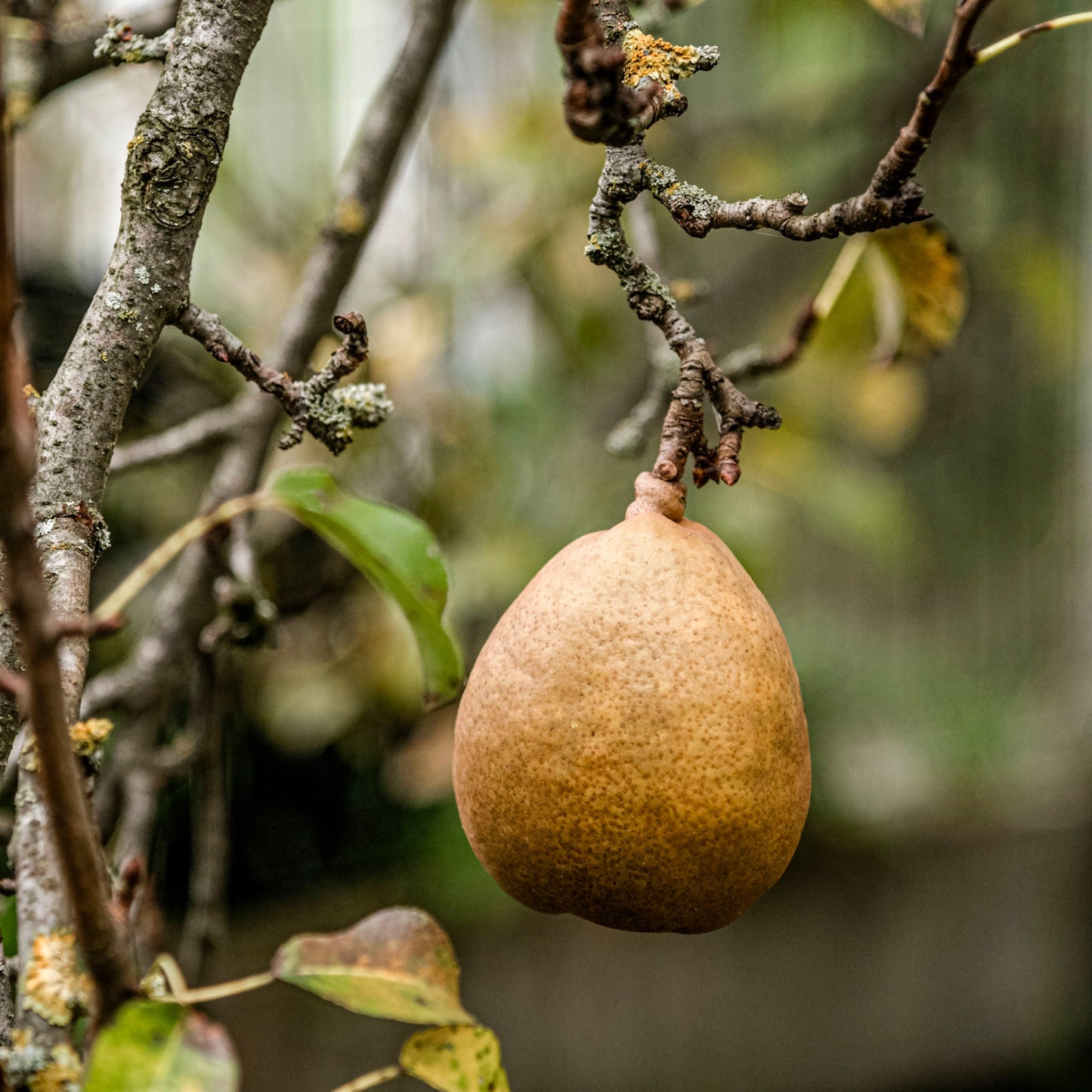 Close-up view of Tayton Squash