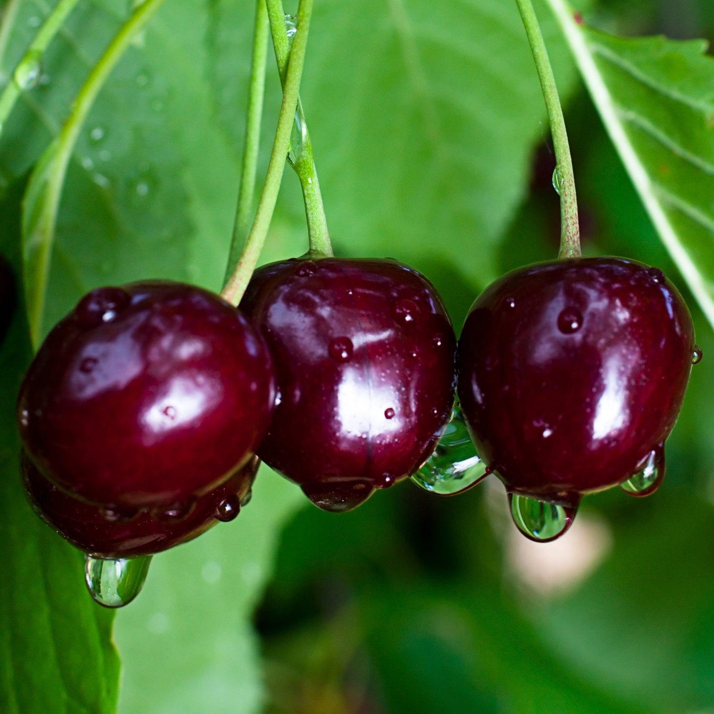 Close up dark red juicy cherries on branch