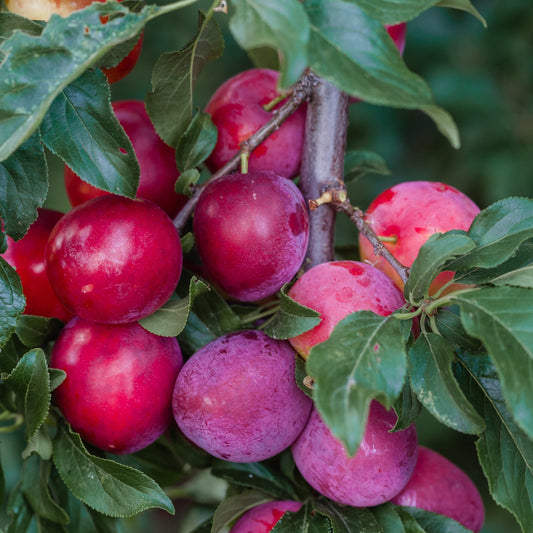Red sweet plums on bracnh