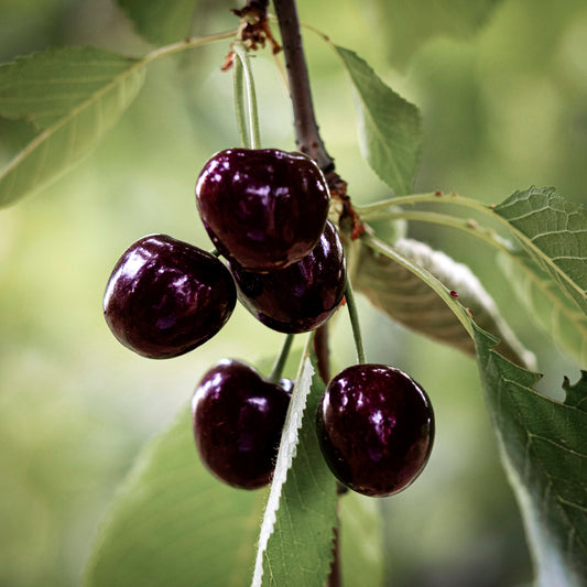 Close-up view of Vandalay Sweet Cherry.