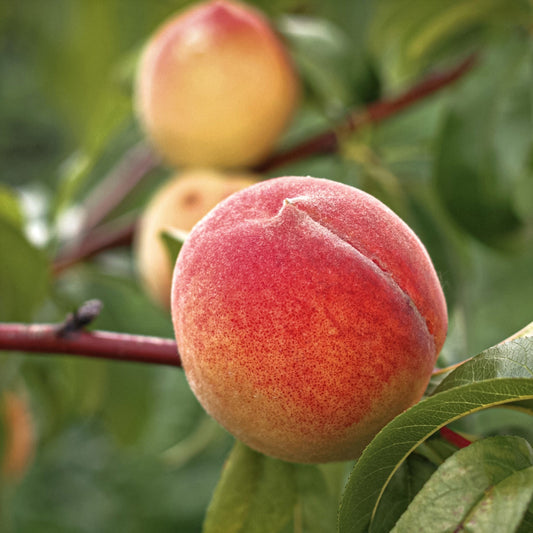 Close-up view of Veteran Peach.