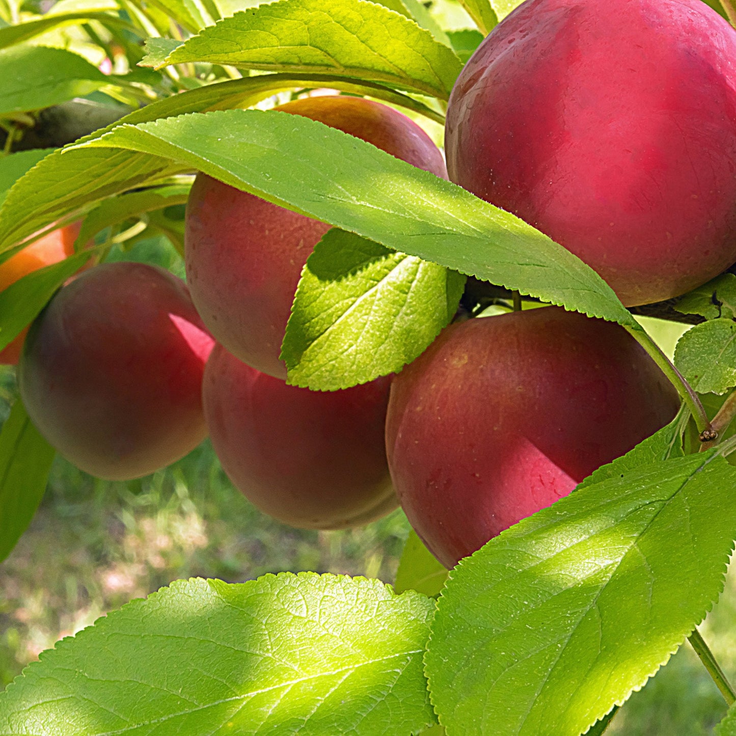 Red sweet plums on bracnh