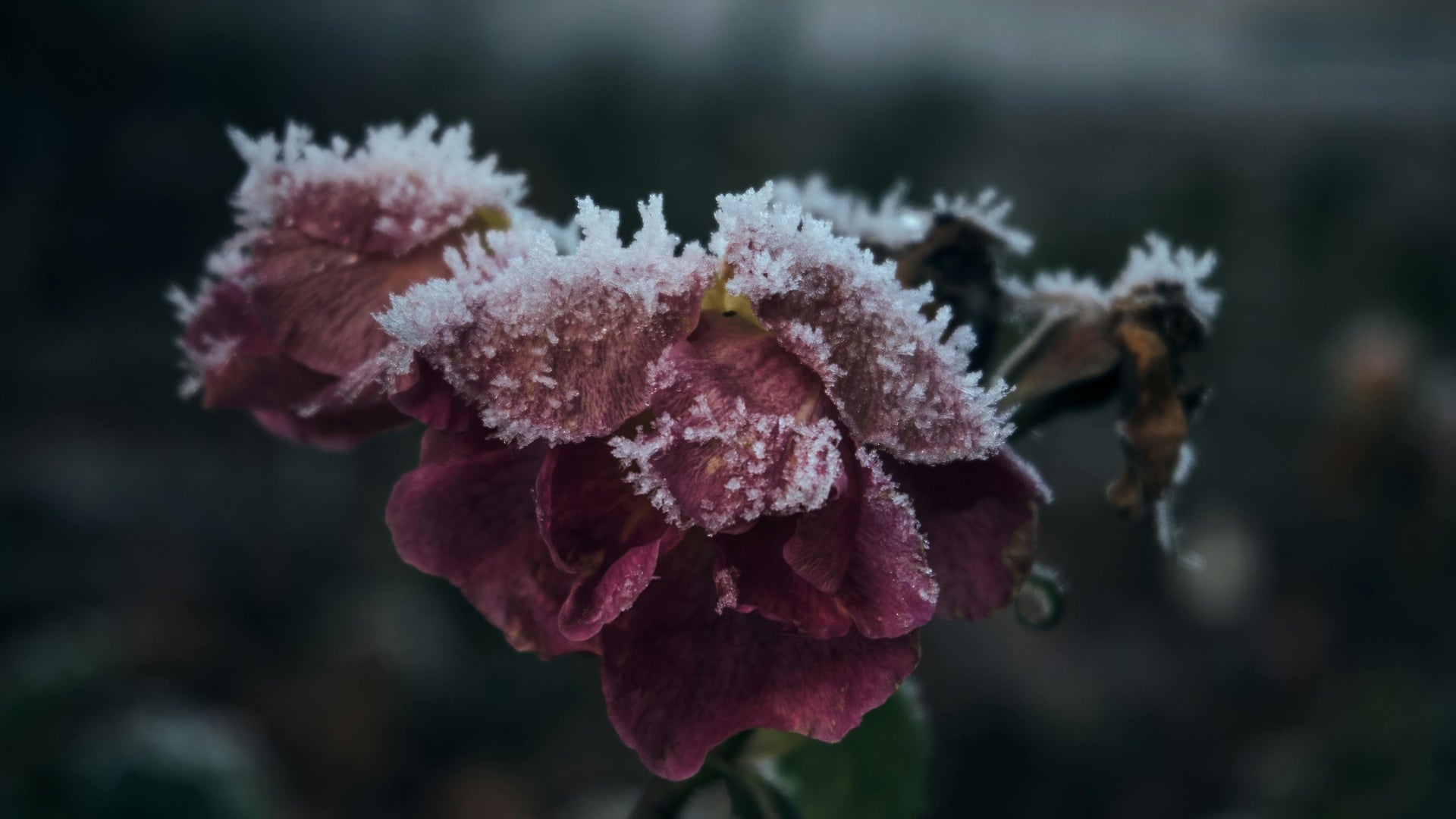 Frosted pink flowers with a blurred dark background