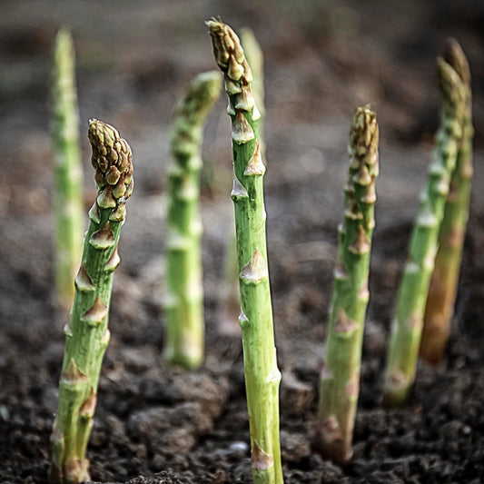 Asparagus | Millennium