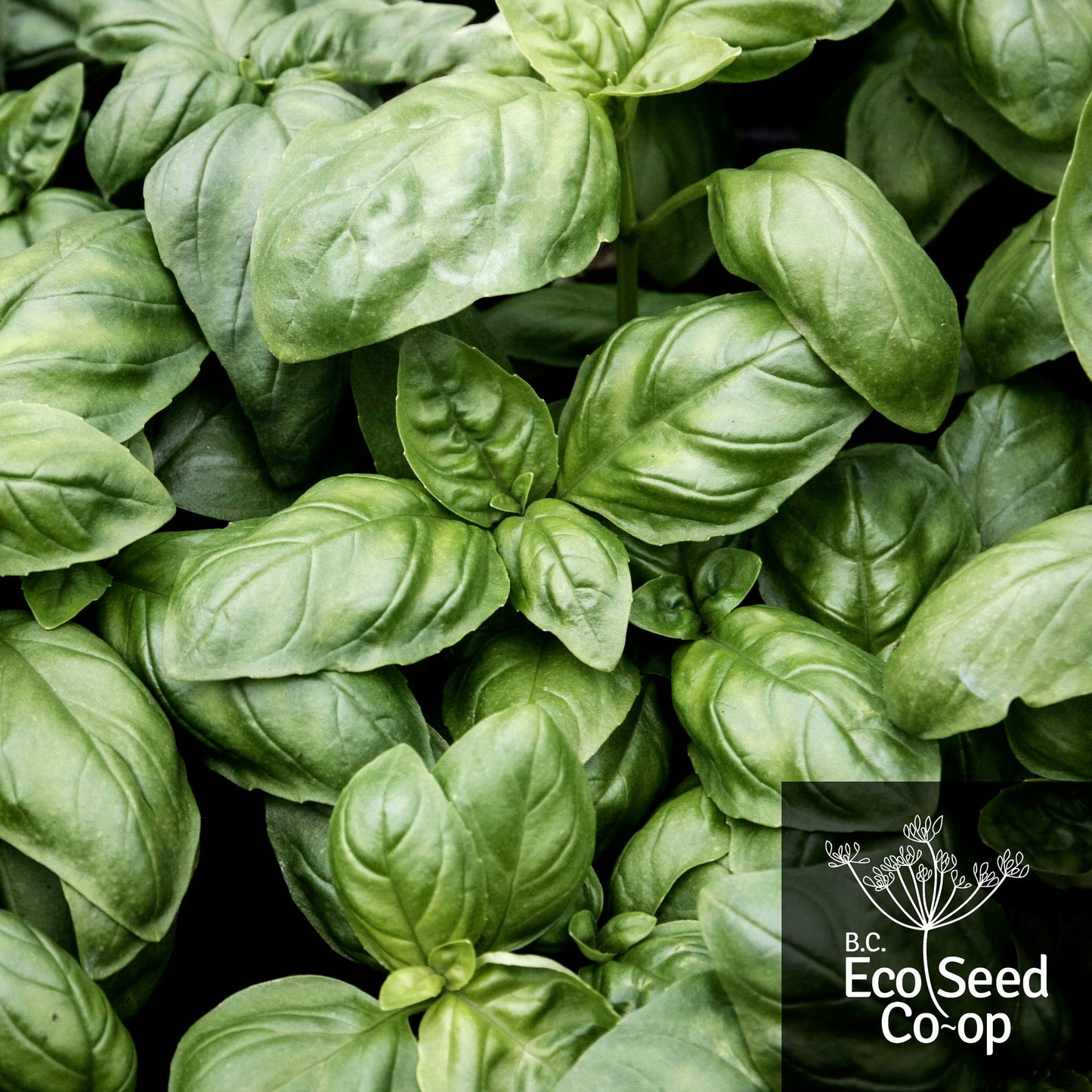 Basil | Genovese