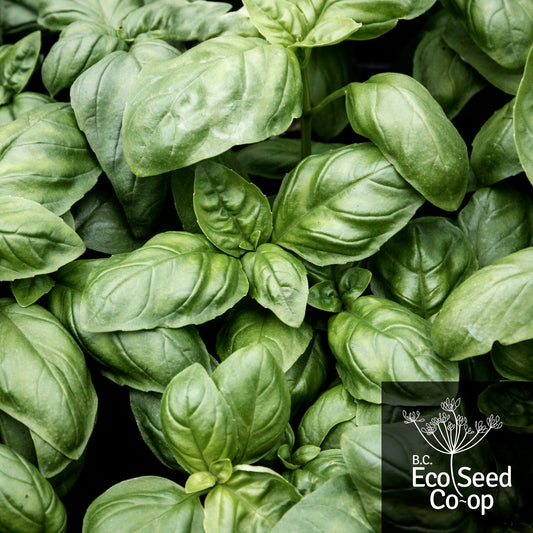 Basil | Genovese