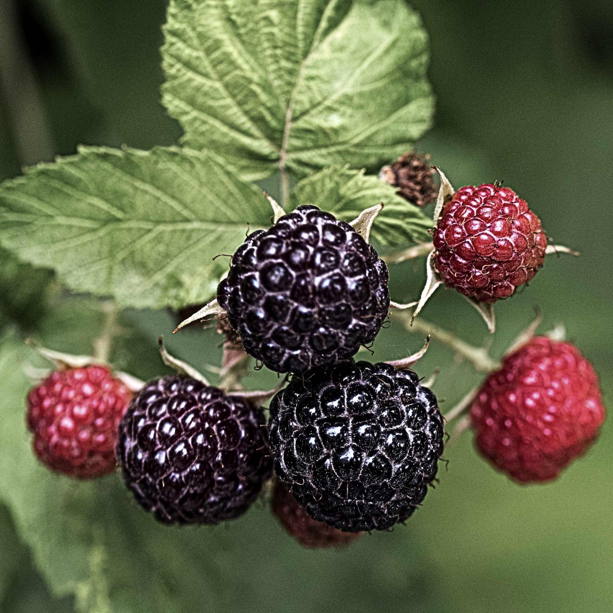 Dark Raspberry Fruit Black Raspberry; Unique, Rare Raspberry, Everbearing, Hardy, Abundant ...