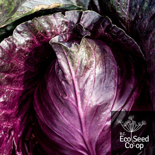 Cabbage | Kalibos