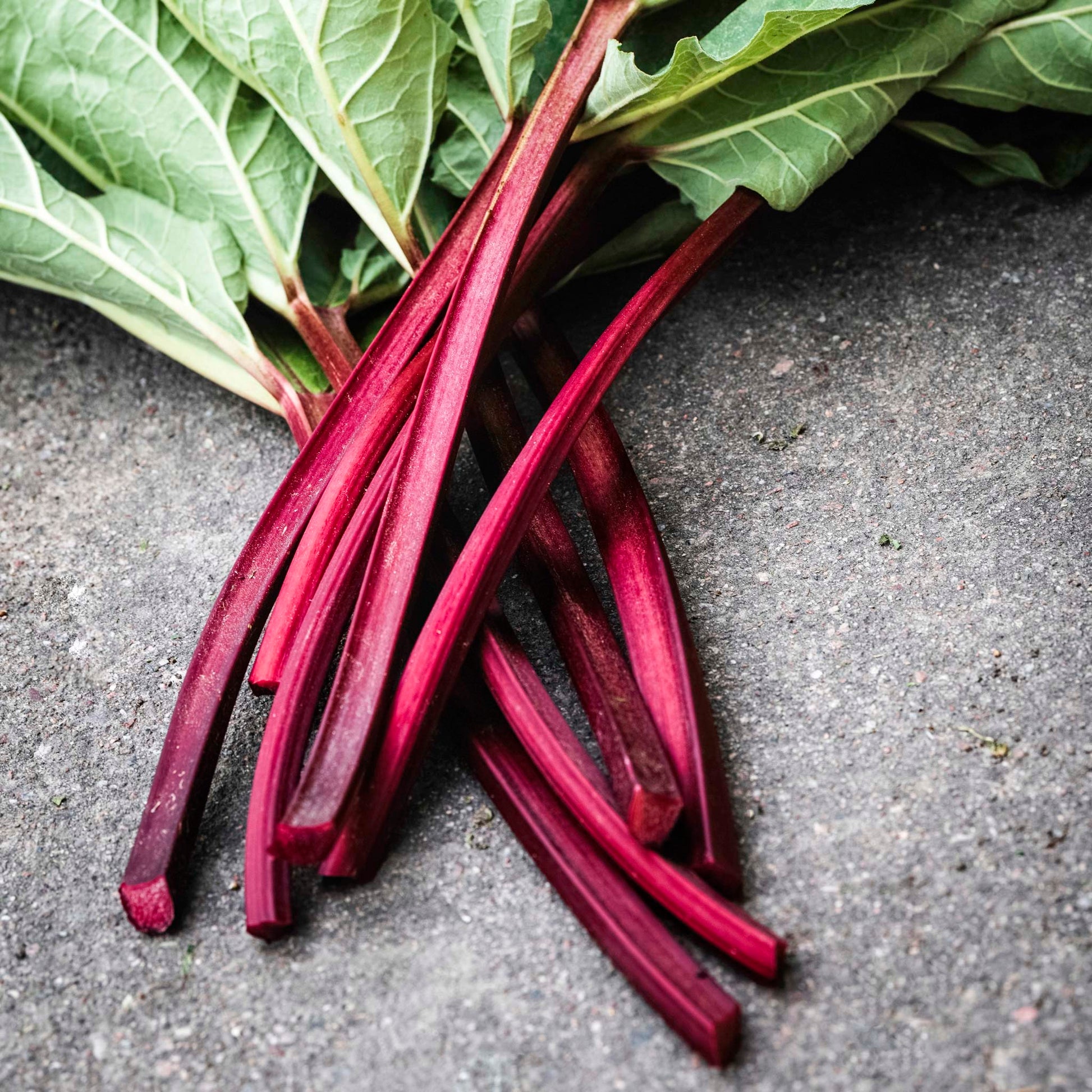 Close-up view of bunch of Canada Red Rhubarb. 